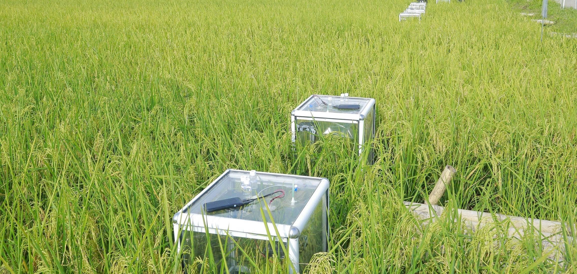 Buồng đo khí được làm bằng kính và trang bị các thiết bị phục vụ công tác thu tín chỉ carbon trong sản xuất lúa. Ảnh: Quốc Toản. Buồng đo khí được làm bằng kính và trang bị các thiết bị phục vụ công tác thu tín chỉ carbon trong sản xuất lúa. Ảnh: Quốc Toản.