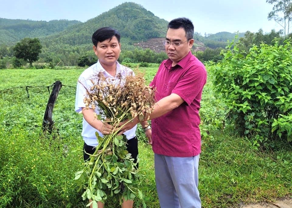Những diện tích trồng ớt vụ đông xuân và vụ hè, sau đó trồng đậu phộng vụ thu cho thu nhập 478 triệu đồng/ha. Ảnh: V.Đ.T. Những diện tích trồng ớt vụ đông xuân và vụ hè, sau đó trồng đậu phộng vụ thu cho thu nhập 478 triệu đồng/ha. Ảnh: V.Đ.T.