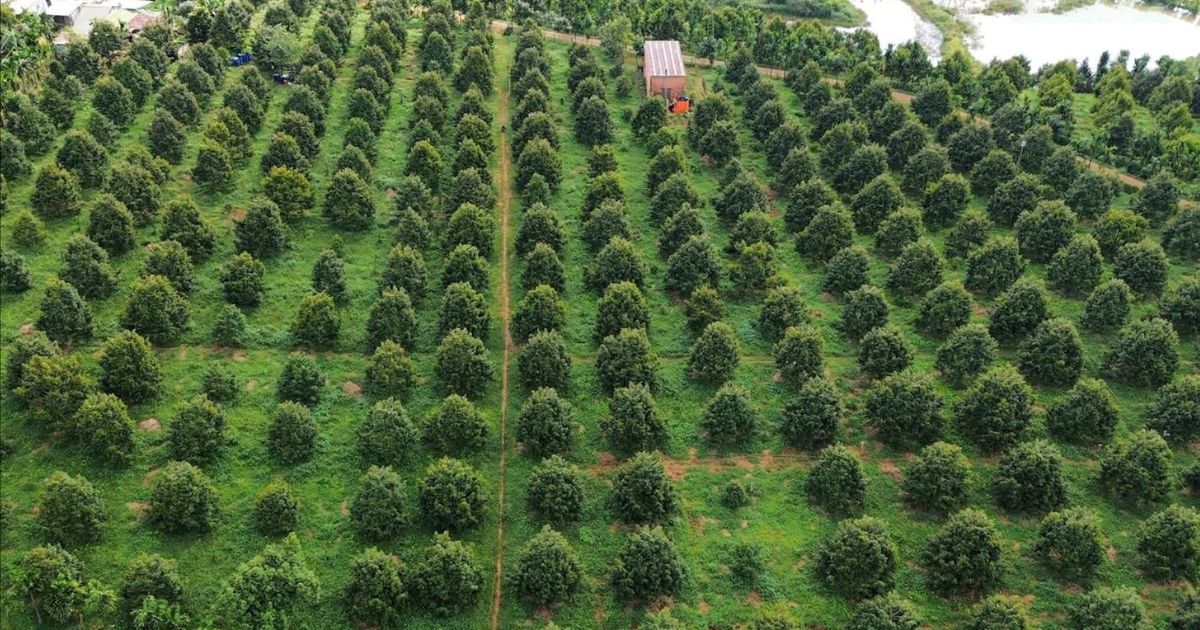 Xây dựng nông thôn mới ở Đắk Mil, chú trọng phát triển nông nghiệp bền vững. Ảnh: NN. Xây dựng nông thôn mới ở Đắk Mil, chú trọng phát triển nông nghiệp bền vững. Ảnh: NN.