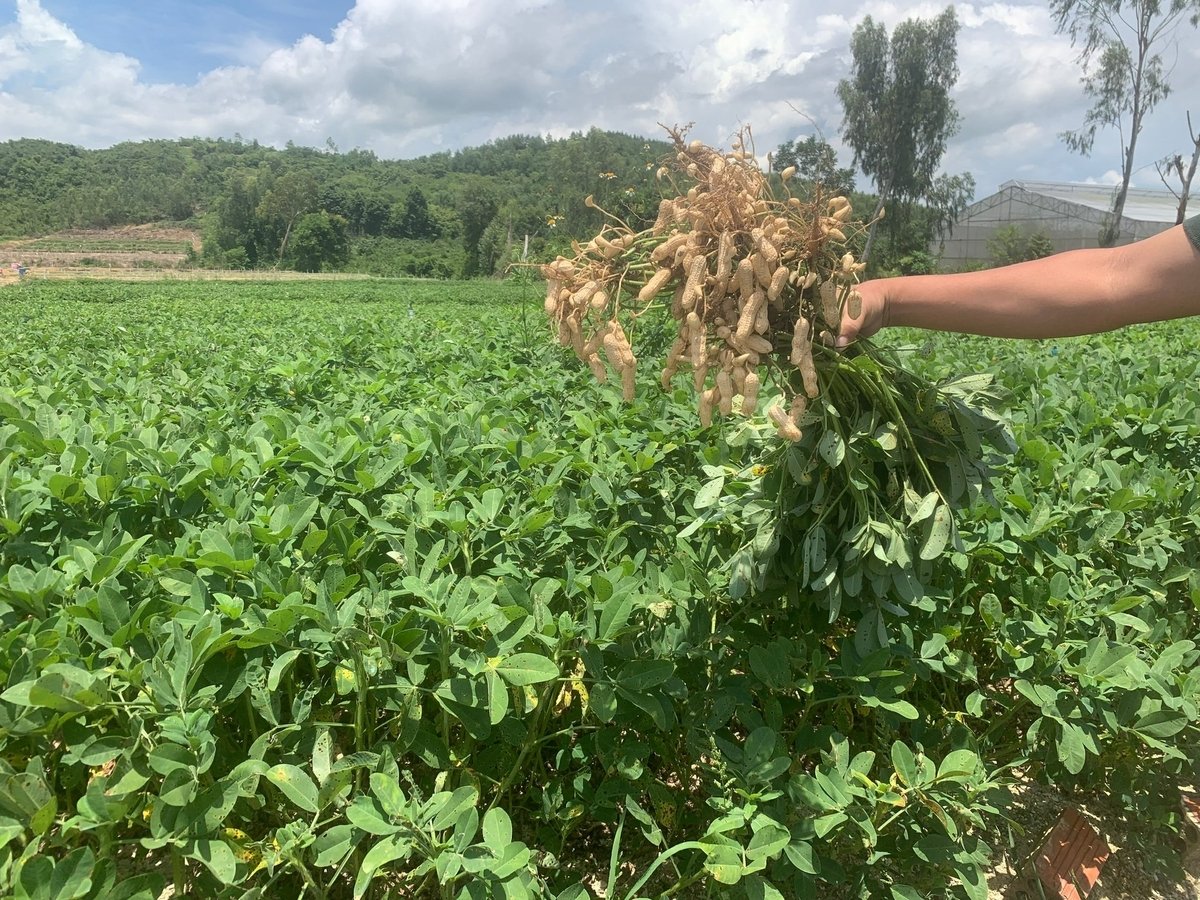 Những diện tích trồng đậu phộng vụ đông xuân, trồng hành vụ hè và vụ đông cho thu nhập 419 triệu đồng/ha. Ảnh: V.Đ.T. Những diện tích trồng đậu phộng vụ đông xuân, trồng hành vụ hè và vụ đông cho thu nhập 419 triệu đồng/ha. Ảnh: V.Đ.T.