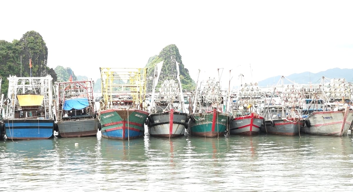 tàu khai thác cá tuyến khơi đã chủ động neo đậu an toàn tại cảng Cái Rồng. Ảnh: Nguyễn Thành. tàu khai thác cá tuyến khơi đã chủ động neo đậu an toàn tại cảng Cái Rồng. Ảnh: Nguyễn Thành.