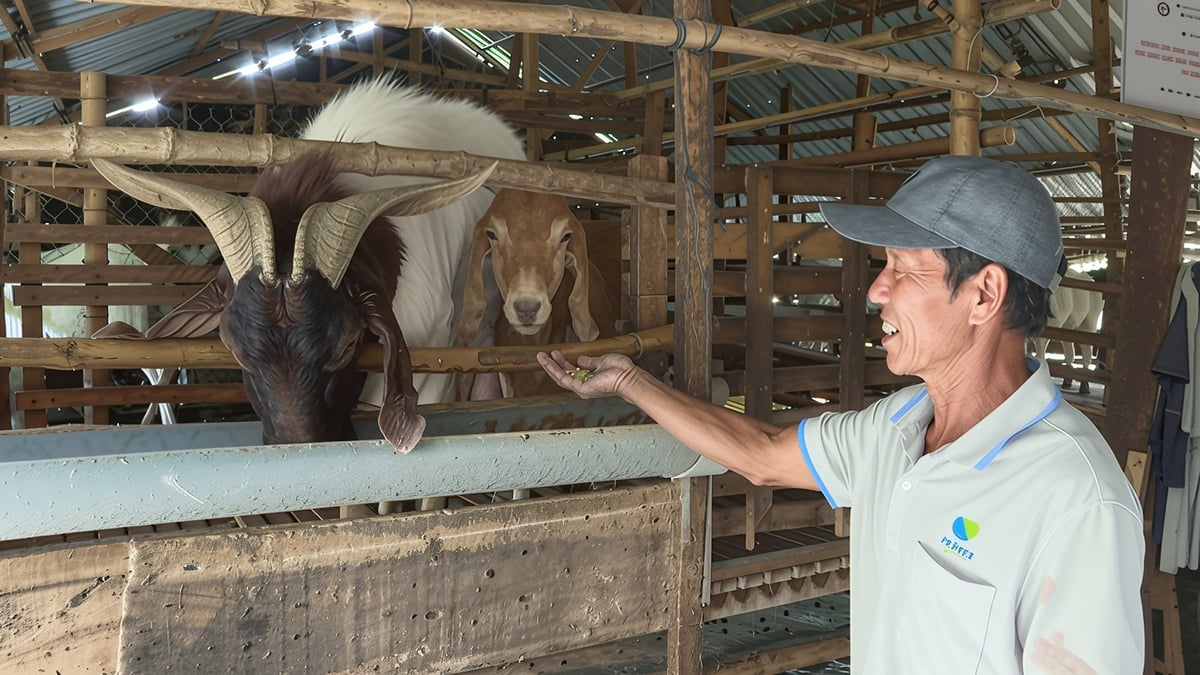 Nhiều nông dân Trà Vinh đã thoát nghèo nhờ chăn nuôi dê lai. Ảnh: Hồ Thảo. Nhiều nông dân Trà Vinh đã thoát nghèo nhờ chăn nuôi dê lai. Ảnh: Hồ Thảo.