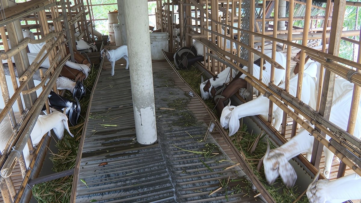 Đàn dê của ông Trì Trịnh Văn Trì (ấp Tân Thành, xã Long Khánh, huyện Duyên Hải) phát triển khỏe mạnh, tăng trọng nhanh. Ảnh: Hồ Thảo. Đàn dê của ông Trì Trịnh Văn Trì (ấp Tân Thành, xã Long Khánh, huyện Duyên Hải) phát triển khỏe mạnh, tăng trọng nhanh. Ảnh: Hồ Thảo.
