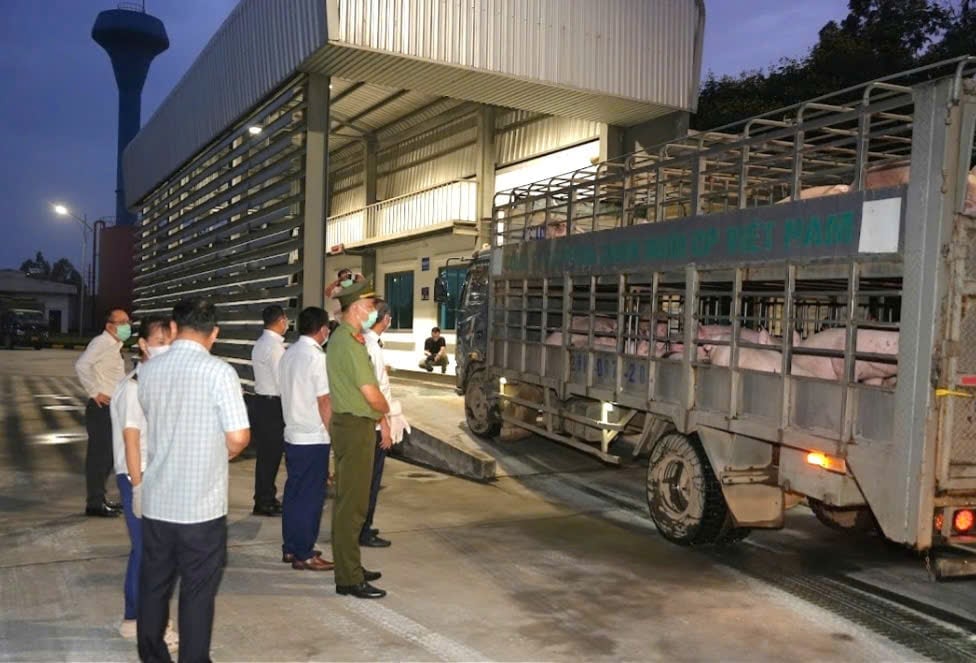 Đoàn Kiểm tra việc nhập lợn, kẹp chì, trọng lượng, công tác kiểm tra Thú Y. Ảnh: Xuân Vũ. Đoàn Kiểm tra việc nhập lợn, kẹp chì, trọng lượng, công tác kiểm tra Thú Y. Ảnh: Xuân Vũ.