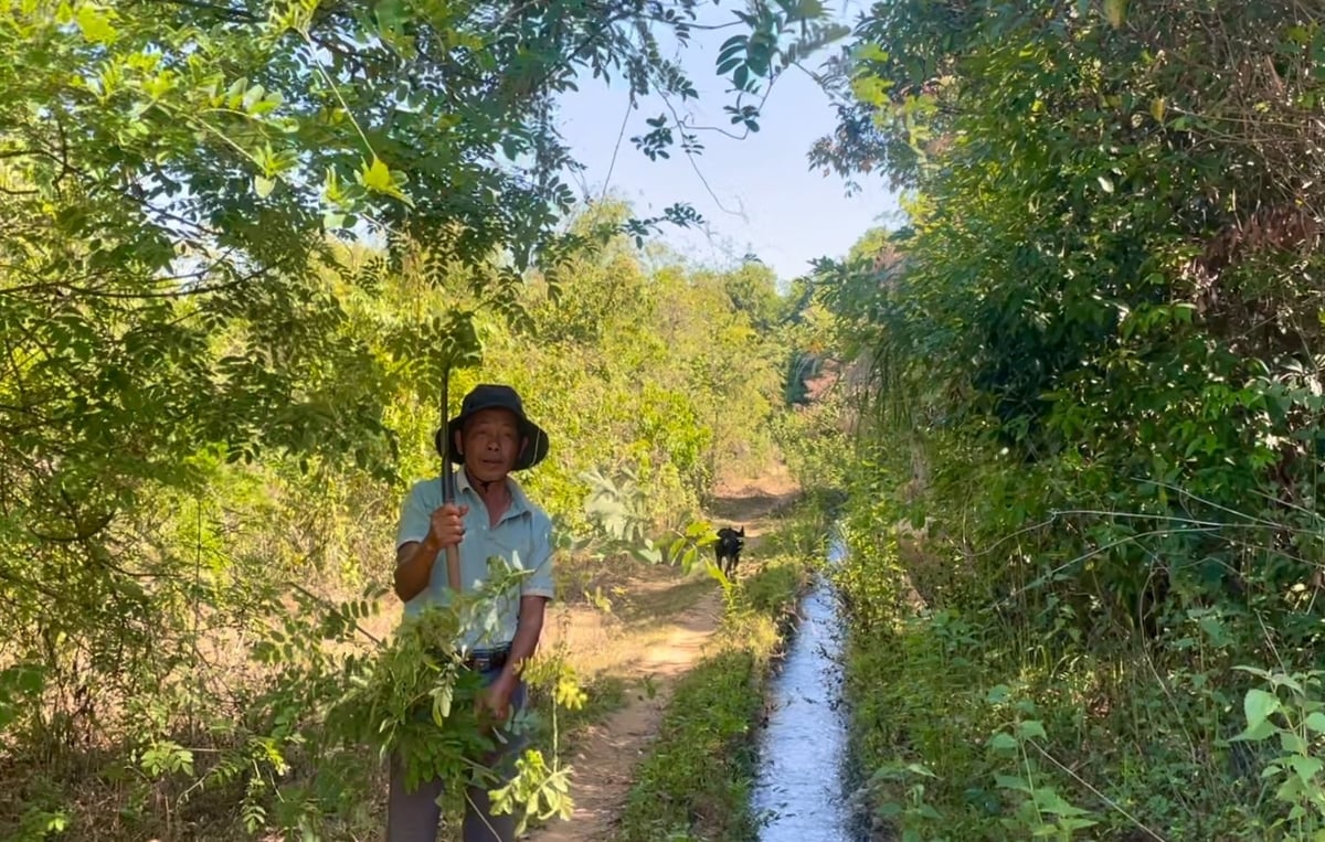 Ông Tàng, trưởng thôn Tam Lực phát quang cây rừng, hạn chế cây khô đổ xuống ảnh hưởng dòng chảy của con kênh nằm song song với đường mòn. Ảnh: Đình Du. Ông Tàng, trưởng thôn Tam Lực phát quang cây rừng, hạn chế cây khô đổ xuống ảnh hưởng dòng chảy của con kênh nằm song song với đường mòn. Ảnh: Đình Du.