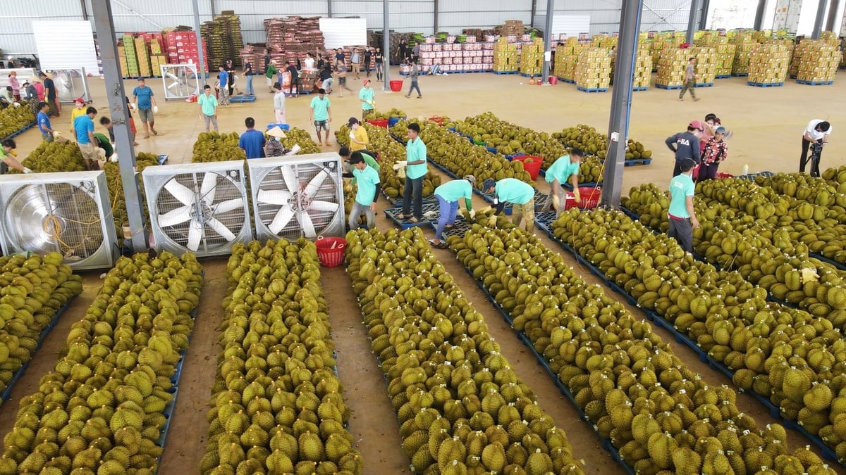 Thời gian tới Đắk Lắk sẽ tăng cường kiểm tra, giám sát các doanh nghiệp thu mua, tiêu thụ, xuất khẩu sầu riêng và các hộ sản xuất trong vùng trồng được cấp mã. Ảnh: Phương Chi. Thời gian tới Đắk Lắk sẽ tăng cường kiểm tra, giám sát các doanh nghiệp thu mua, tiêu thụ, xuất khẩu sầu riêng và các hộ sản xuất trong vùng trồng được cấp mã. Ảnh: Phương Chi.