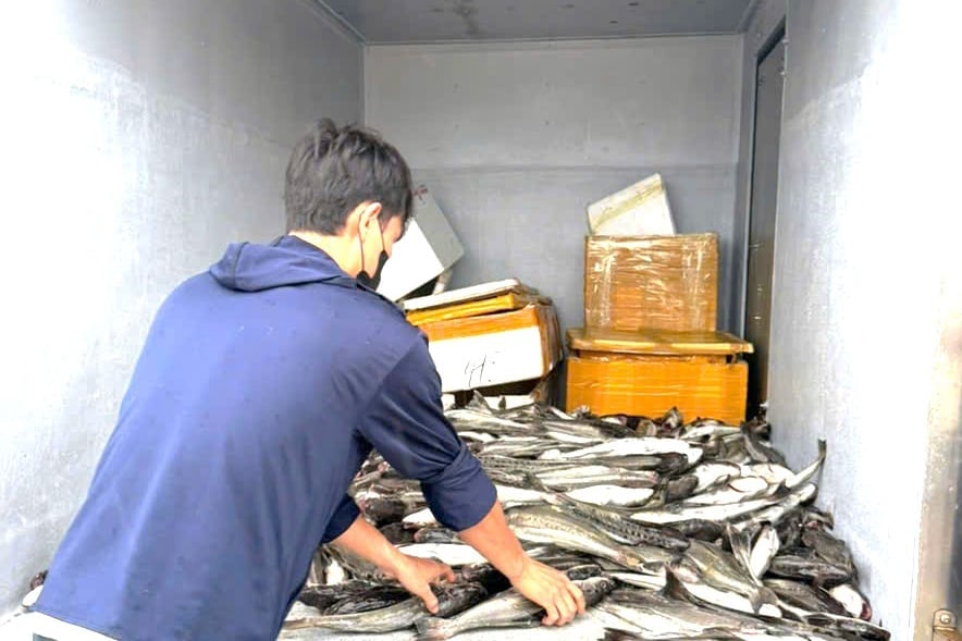 Do ảnh hưởng của bão số 1, mưa lũ khiến cá lồng chết, người dân thị trấn Cửa Việt thiệt hại khoảng 3 tỷ đồng. Ảnh: SH. Do ảnh hưởng của bão số 1, mưa lũ khiến cá lồng chết, người dân thị trấn Cửa Việt thiệt hại khoảng 3 tỷ đồng. Ảnh: SH.