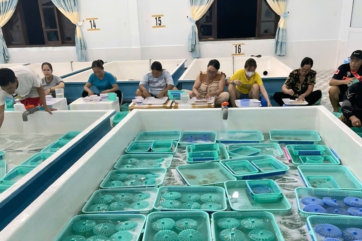 Một cơ sở ương dưỡng tôm hùm giống trên địa bàn tỉnh Khánh Hòa. Ảnh: KS. Một cơ sở ương dưỡng tôm hùm giống trên địa bàn tỉnh Khánh Hòa. Ảnh: KS.