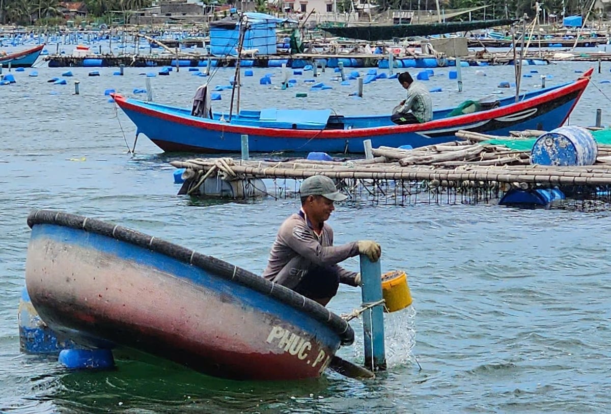 Cho tôm hùm lồng ăn thông qua ống dẫn. Ảnh: KS. Cho tôm hùm lồng ăn thông qua ống dẫn. Ảnh: KS.