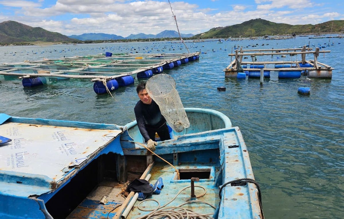 Người nuôi tôm hùm dễ bị thiệt hại nếu mua con giống kém chất lượng. Ảnh: KS. Người nuôi tôm hùm dễ bị thiệt hại nếu mua con giống kém chất lượng. Ảnh: KS.
