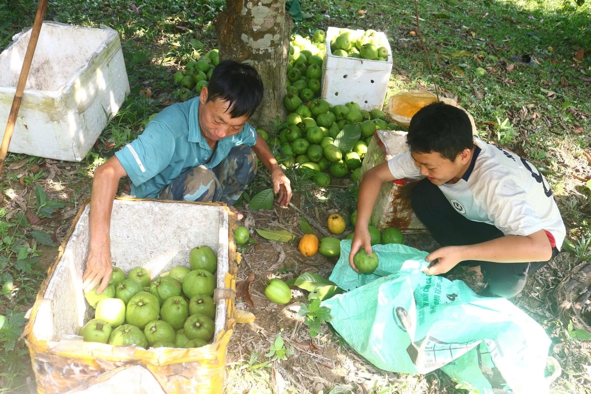 Phân loại quả sông sau khi hái. Ảnh: Huy Thư. Phân loại quả sông sau khi hái. Ảnh: Huy Thư.