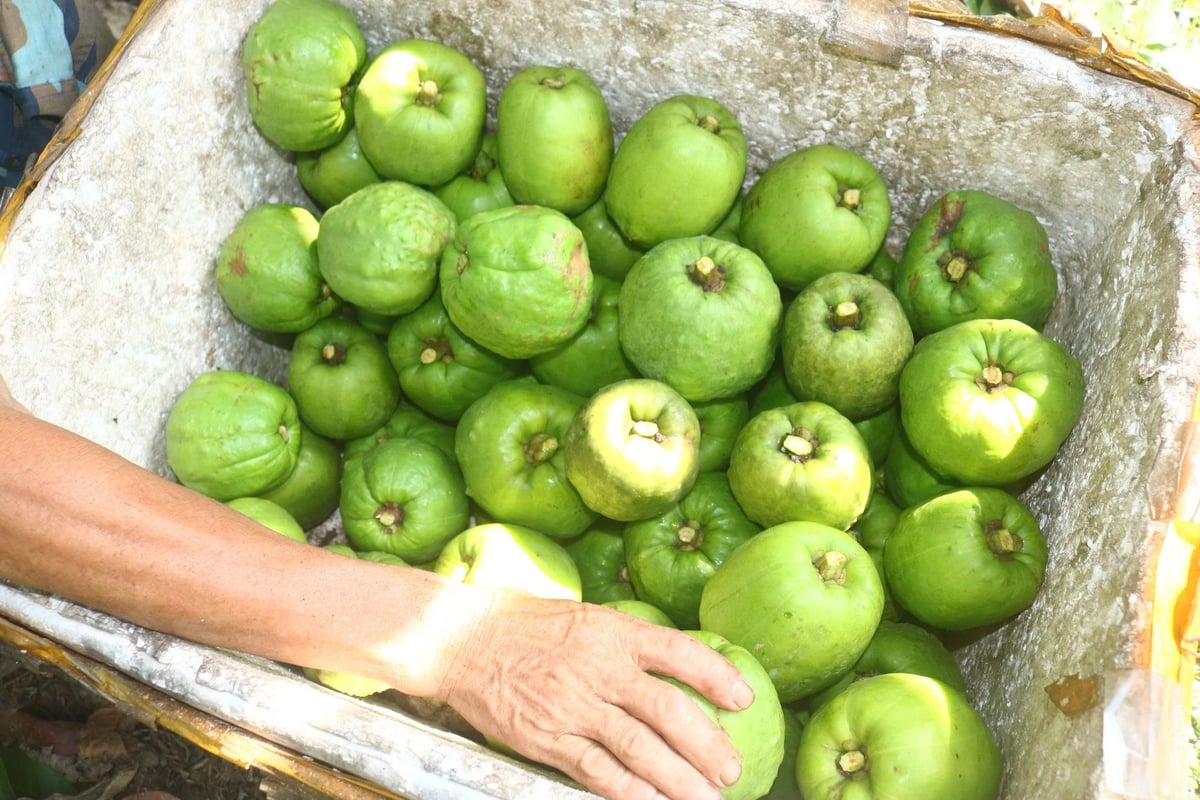 Quả sông trông giống như quả ổi. Ảnh: Huy Thư. Quả sông trông giống như quả ổi. Ảnh: Huy Thư.