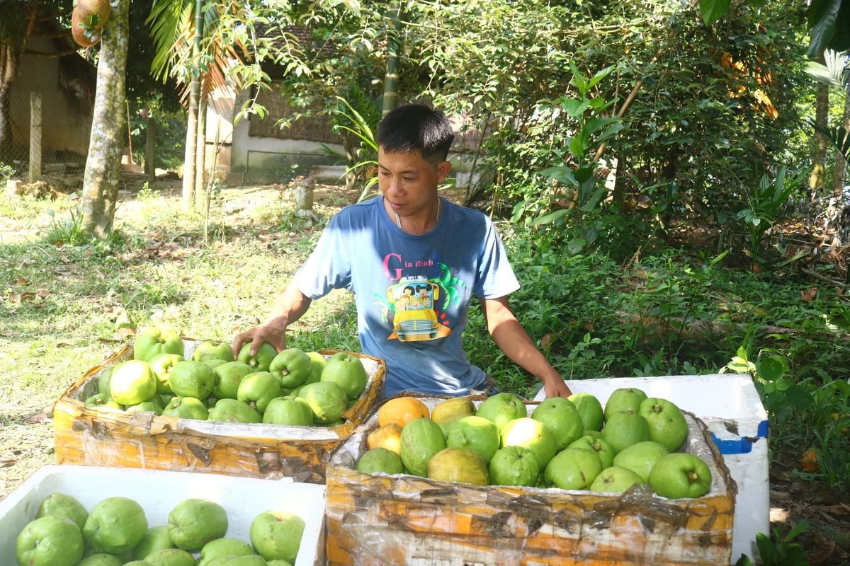 Những ngày nắng nóng, các nhóm hái sông hái không kịp để bán cho lái buôn. Ảnh: Huy Thư. Những ngày nắng nóng, các nhóm hái sông hái không kịp để bán cho lái buôn. Ảnh: Huy Thư.