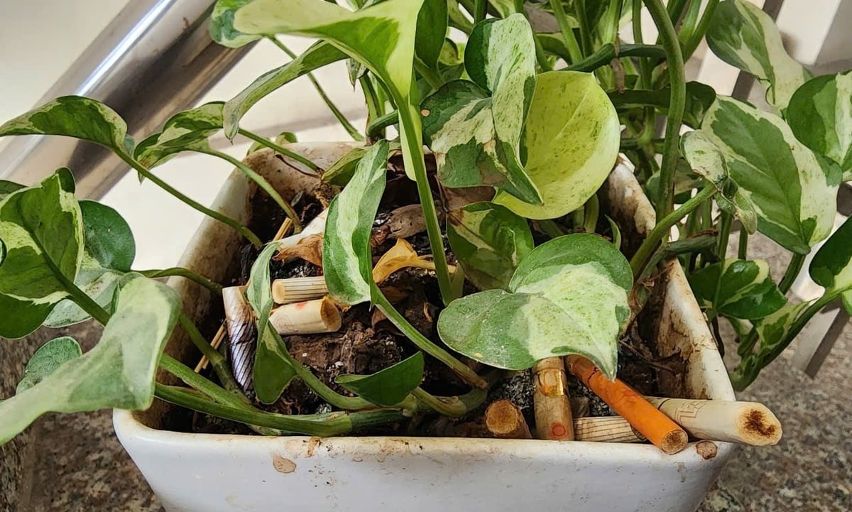 Phần lớn người hút thuốc có thói quen vứt đầu lọc bừa bãi. Ảnh: Hoàng Hiền. Phần lớn người hút thuốc có thói quen vứt đầu lọc bừa bãi. Ảnh: Hoàng Hiền.