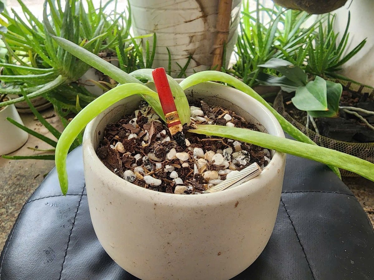 Thuốc lá đang âm thầm phá hủy môi trường, đầu độc hệ sinh thái. Ảnh: Hoàng Hiền. Thuốc lá đang âm thầm phá hủy môi trường, đầu độc hệ sinh thái. Ảnh: Hoàng Hiền.