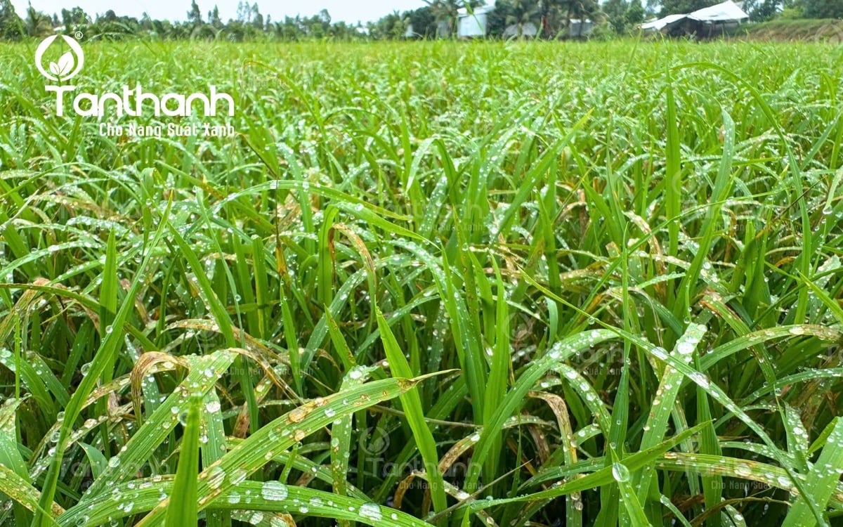 Lúa sụp mặt là nỗi ám ảnh của người trồng lúa, đặc biệt trong điều kiện thời tiết mưa nhiều ở giai đoạn lúa đòng - trổ. Ảnh: Tân Thành. Lúa sụp mặt là nỗi ám ảnh của người trồng lúa, đặc biệt trong điều kiện thời tiết mưa nhiều ở giai đoạn lúa đòng - trổ. Ảnh: Tân Thành.