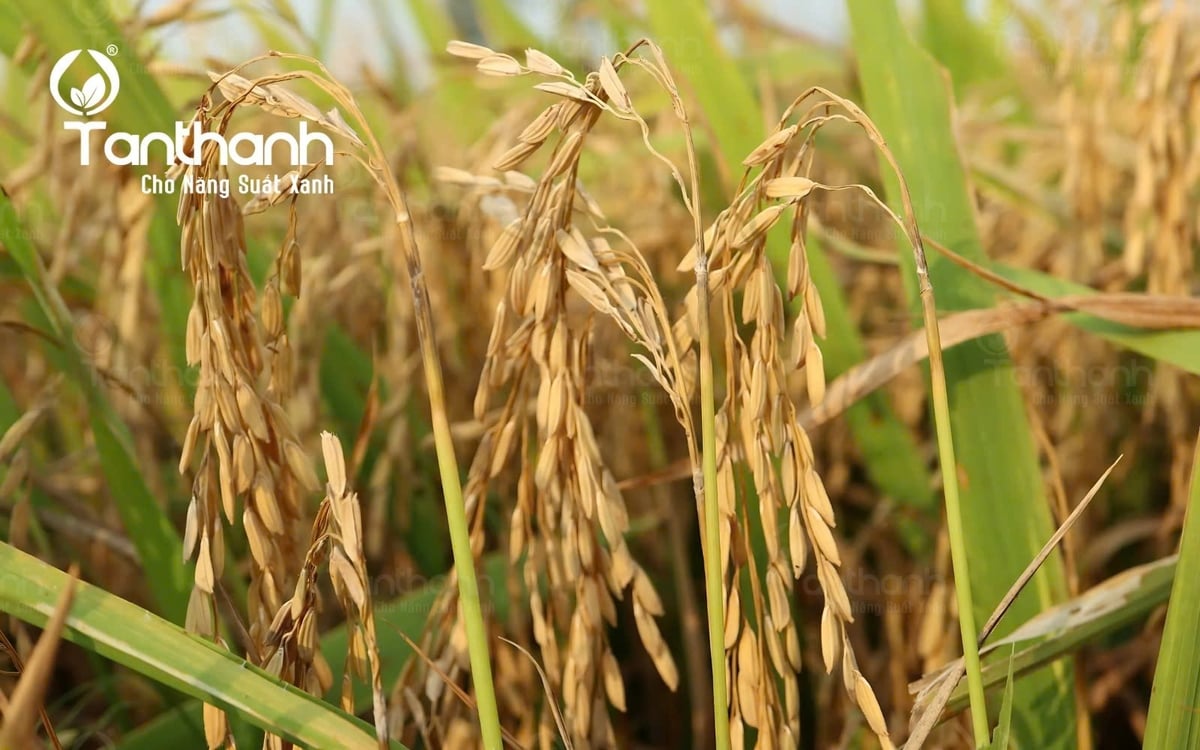 Đạo ôn do nấm Pyricularia oryzae gây ra, tấn công lá, cổ lá, đốt thân, đặc biệt là cổ bông gây sụp mặt trầm trọng nếu bà con không quản lý kịp thời. Ảnh: Tân Thành Đạo ôn do nấm Pyricularia oryzae gây ra, tấn công lá, cổ lá, đốt thân, đặc biệt là cổ bông gây sụp mặt trầm trọng nếu bà con không quản lý kịp thời. Ảnh: Tân Thành
