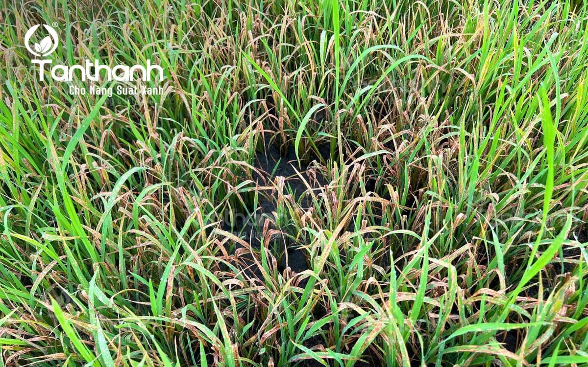 Mùa mưa bão thường xuất hiện vi khuẩn cháy bìa lá và thối gốc, góp phần cùng đạo ôn khiến lúa sụp mặt nặng nề. Ảnh: Tân Thành. Mùa mưa bão thường xuất hiện vi khuẩn cháy bìa lá và thối gốc, góp phần cùng đạo ôn khiến lúa sụp mặt nặng nề. Ảnh: Tân Thành.