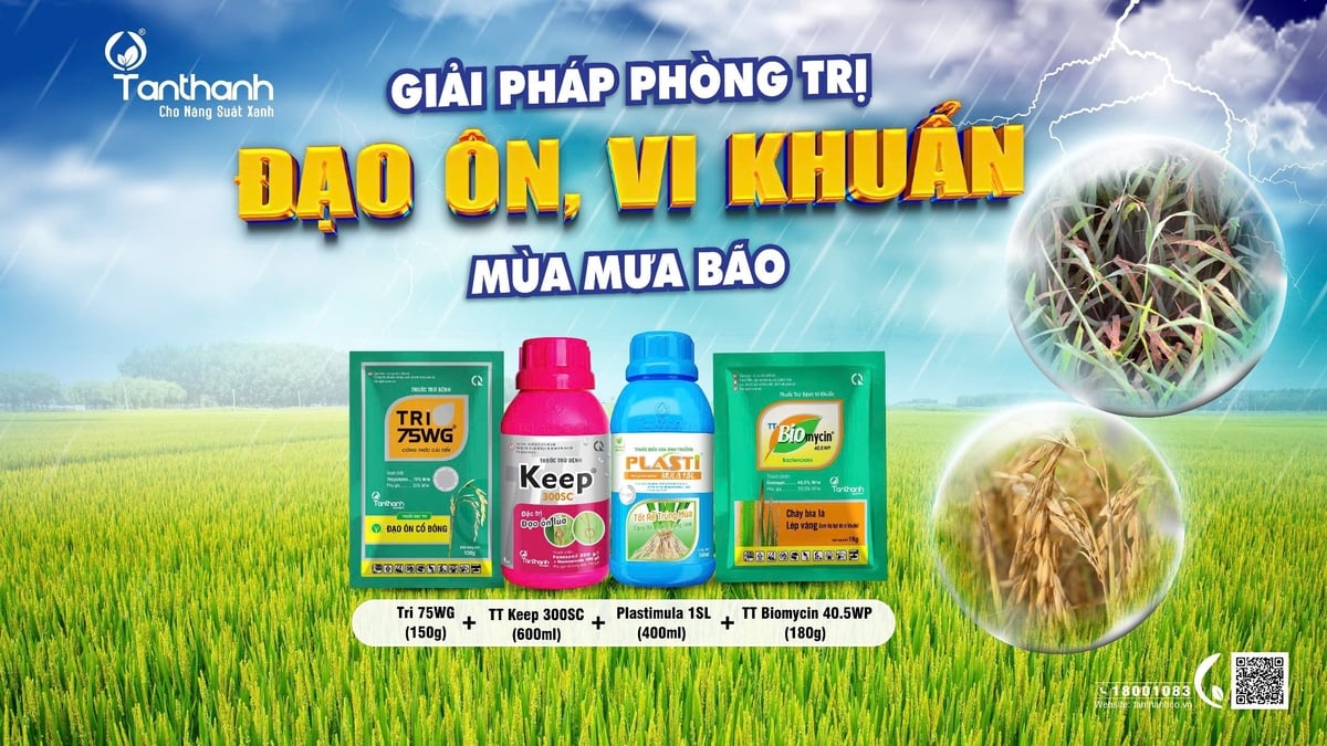 Kết hợp phun TT Keep 300SC với Tri 75WG để gia tăng hiệu quả trừ đạo ôn và TT Biomycin 40.5WP để quản lý vi khuẩn trên lá cũng như dưới gốc. Bên cạnh đó, cần kết hợp phun Plastimula 1SL cùng lúc để lúa nhanh phục hồi. Ảnh: Tân Thành. Kết hợp phun TT Keep 300SC với Tri 75WG để gia tăng hiệu quả trừ đạo ôn và TT Biomycin 40.5WP để quản lý vi khuẩn trên lá cũng như dưới gốc. Bên cạnh đó, cần kết hợp phun Plastimula 1SL cùng lúc để lúa nhanh phục hồi. Ảnh: Tân Thành.