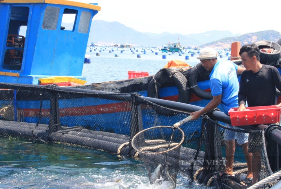 Nhiều hộ trên địa bàn Khánh Hòa nuôi cá, tôm hùm trong lồng HDPE. Ảnh: Công Tâm. Nhiều hộ trên địa bàn Khánh Hòa nuôi cá, tôm hùm trong lồng HDPE. Ảnh: Công Tâm.