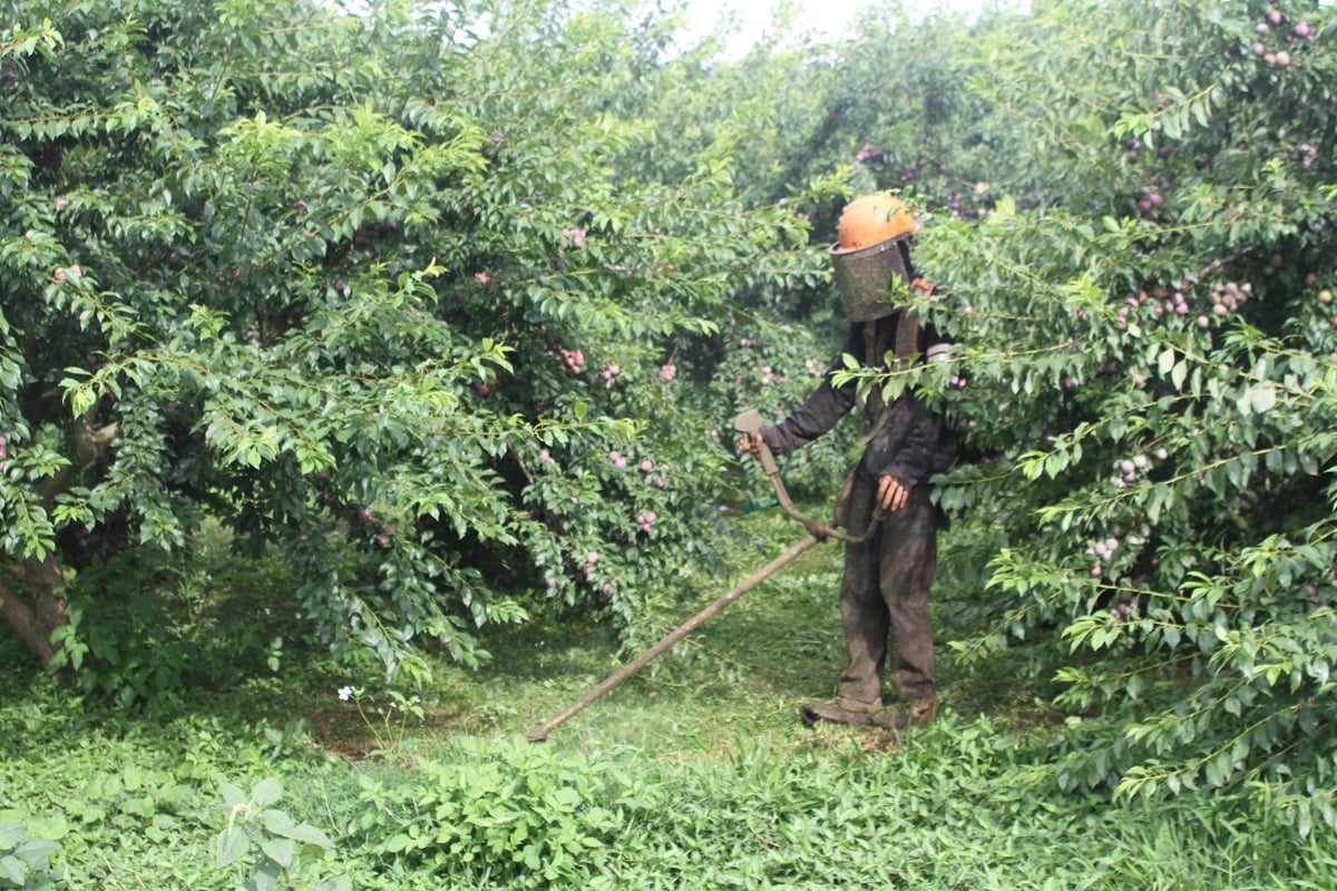 Người dân Mường Sang dọn cỏ dưới tán cây mận. Ảnh: Nguyễn Nga. Người dân Mường Sang dọn cỏ dưới tán cây mận. Ảnh: Nguyễn Nga.
