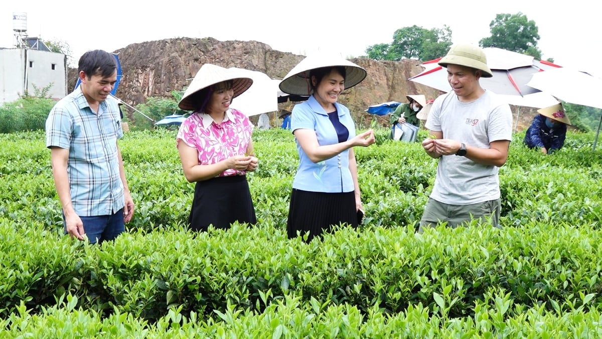TP Thái Nguyên đang đẩy mạnh các giải pháp để tăng diện tích chè hữu cơ. Ảnh: Quang Linh. TP Thái Nguyên đang đẩy mạnh các giải pháp để tăng diện tích chè hữu cơ. Ảnh: Quang Linh.