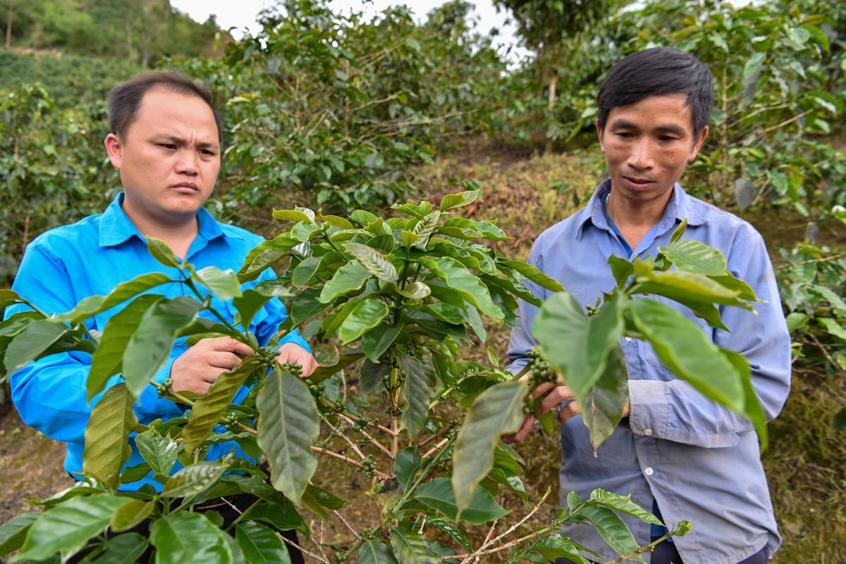 Trưởng bản Vì Văn Thương (phải) cùng cán bộ xã kiểm tra cây cà phê. Ảnh: Dương Đình Tường. Trưởng bản Vì Văn Thương (phải) cùng cán bộ xã kiểm tra cây cà phê. Ảnh: Dương Đình Tường.