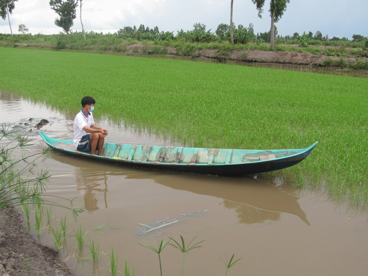 Nông dân huyện Trần Văn Thời kiểm tra cánh đồng lúa sau đợt mưa lớn. Ảnh: Trọng Linh. Nông dân huyện Trần Văn Thời kiểm tra cánh đồng lúa sau đợt mưa lớn. Ảnh: Trọng Linh.