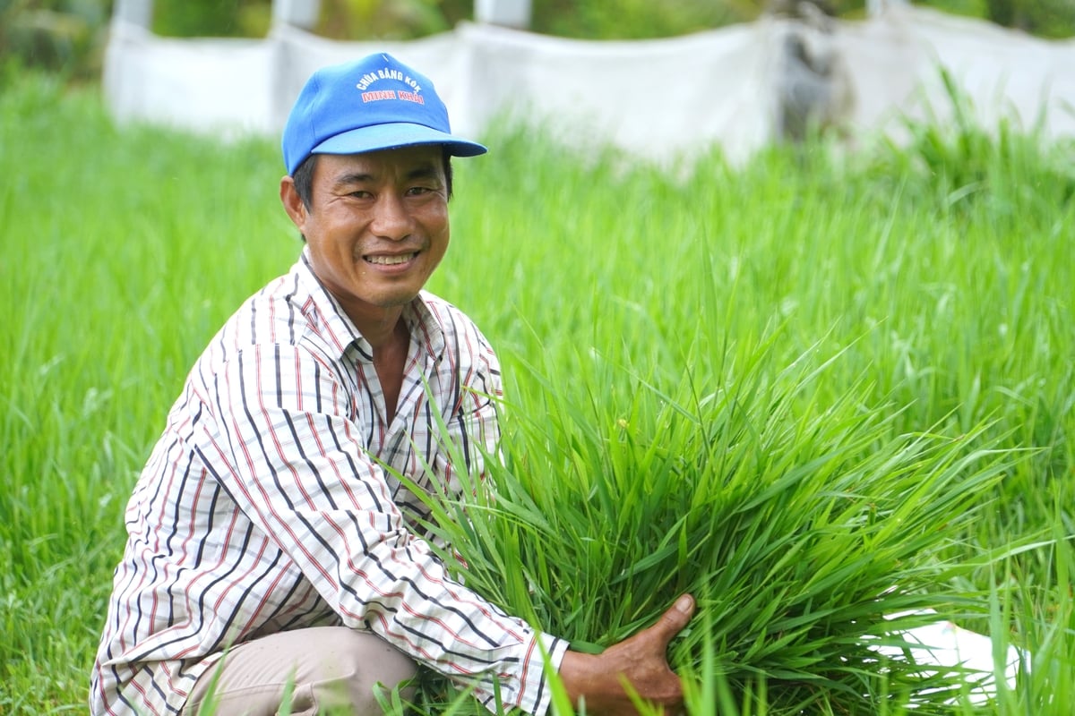 Hộ chăn nuôi chủ động phát triển nguồn thức ăn thô xanh cho bò. Ảnh: Kim Anh. Hộ chăn nuôi chủ động phát triển nguồn thức ăn thô xanh cho bò. Ảnh: Kim Anh.