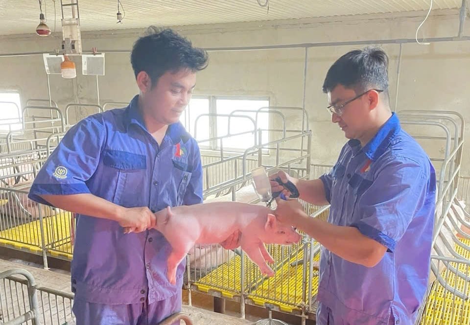Tại tỉnh Đắk Lắk, số lượng lợn được tiêm vaccine dịch tả lợn châu Phi còn thấp so với tổng đàn. Ảnh: Tuấn Trần. Tại tỉnh Đắk Lắk, số lượng lợn được tiêm vaccine dịch tả lợn châu Phi còn thấp so với tổng đàn. Ảnh: Tuấn Trần.