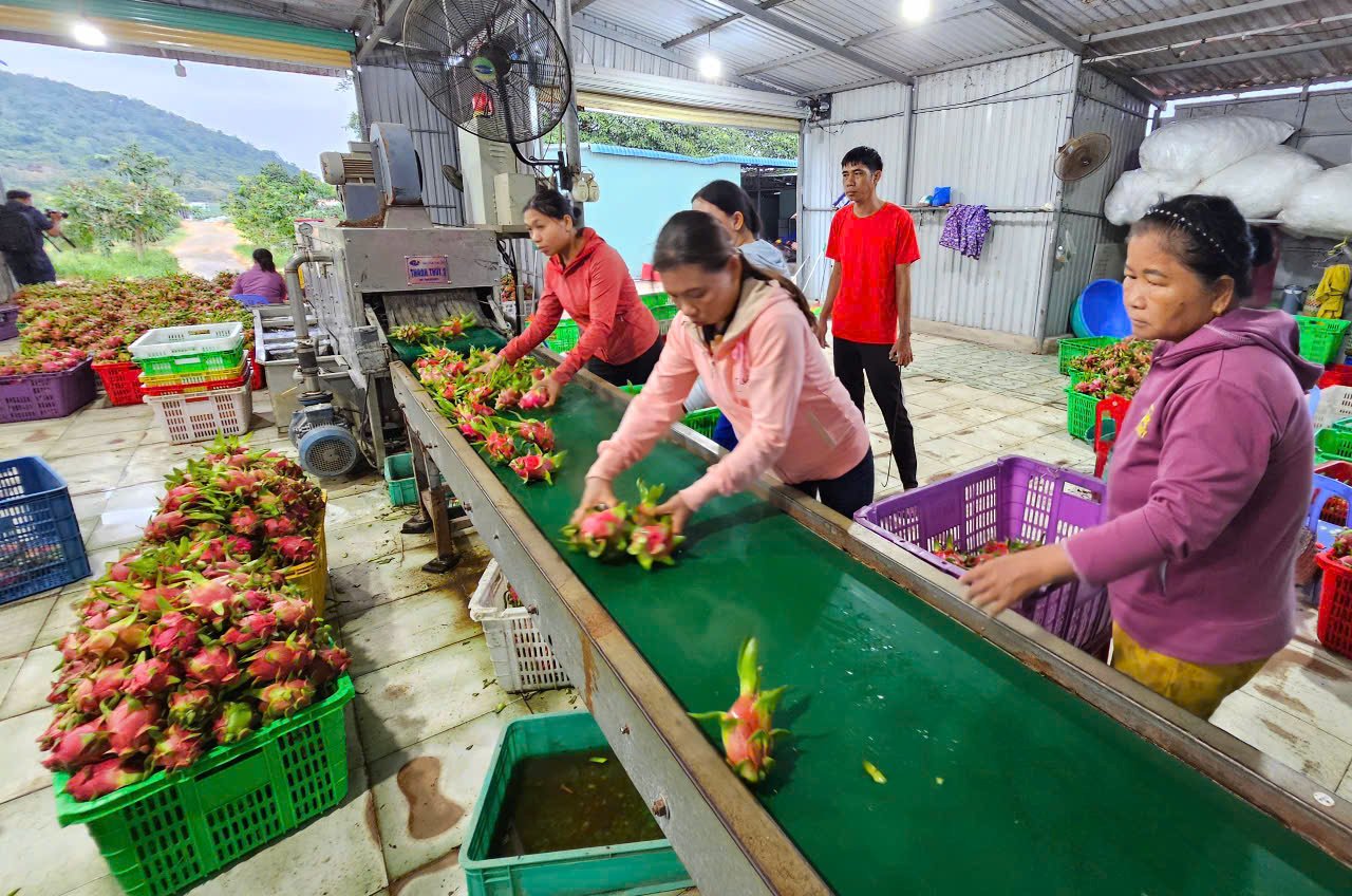 Preliminary processing of dragon fruit for packaging and export to various markets.