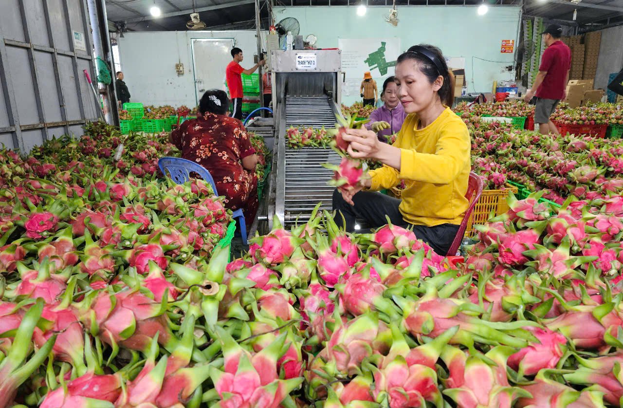 In the first five months of 2025, Binh Thuan's dragon fruit exports showed positive growth.