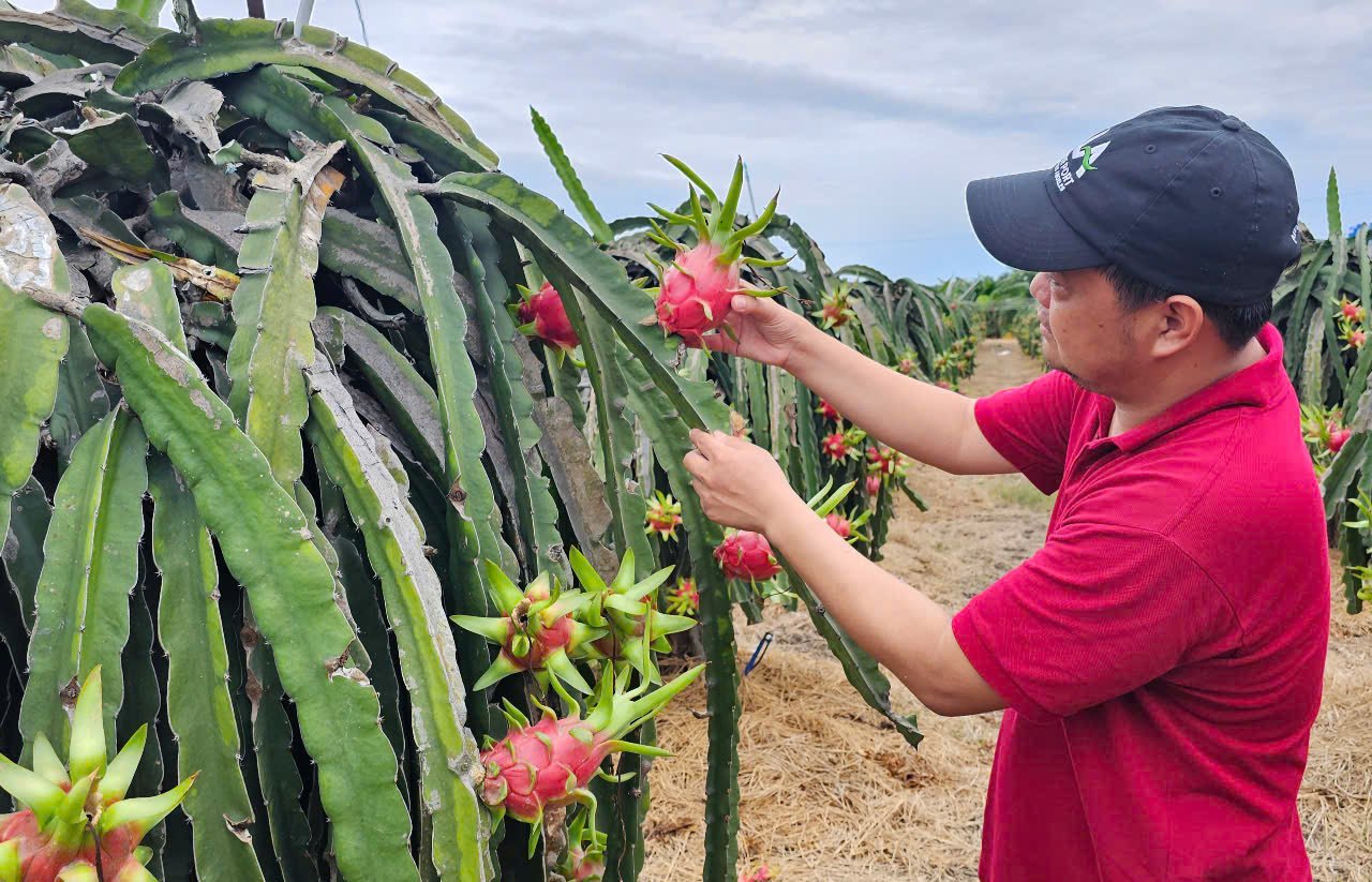 Binh Thuan is the dragon fruit production hub of the country.