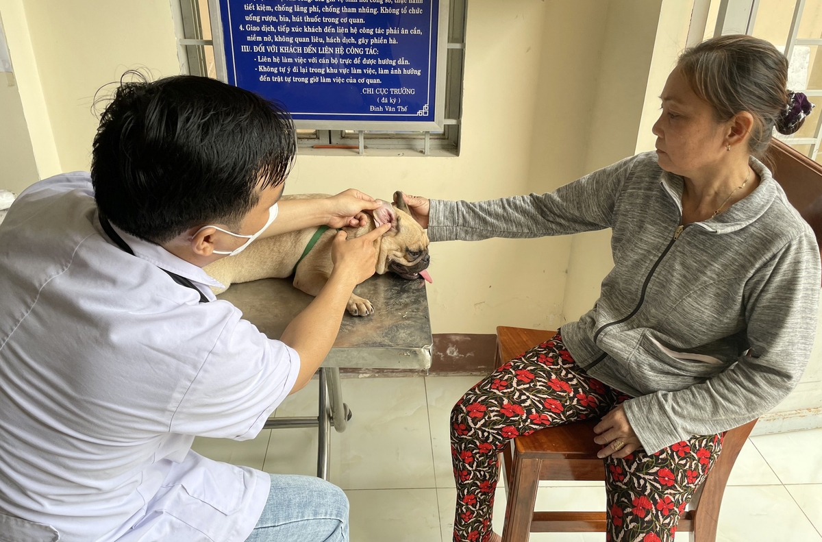 Chó, mèo của người dân tại huyện Đức Huệ được thăm khám bệnh miễn phí trong khuôn khổ chương trình. Ảnh: Lê Bình. Chó, mèo của người dân tại huyện Đức Huệ được thăm khám bệnh miễn phí trong khuôn khổ chương trình. Ảnh: Lê Bình.