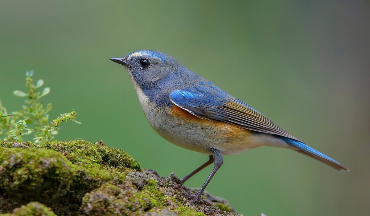Oanh đuôi cụt lưng xanh (Tên tiếng anh là: Red-flanked Bluetail). Ảnh: Sơn Huỳnh Oanh đuôi cụt lưng xanh (Tên tiếng anh là: Red-flanked Bluetail). Ảnh: Sơn Huỳnh