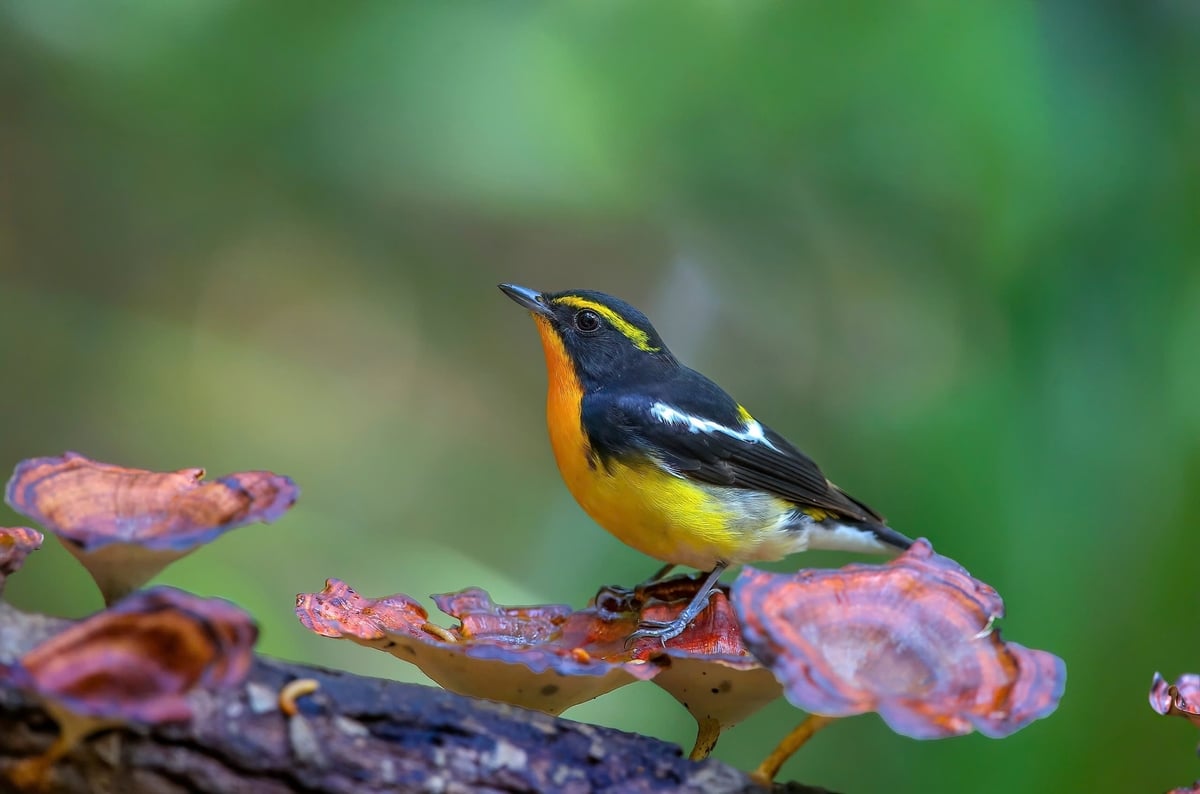 Chim đớp ruồi lưng vàng (Narcissus Flycatcher) được chụp tại Sơn Trà. Ảnh: Sơn Huỳnh Chim đớp ruồi lưng vàng (Narcissus Flycatcher) được chụp tại Sơn Trà. Ảnh: Sơn Huỳnh