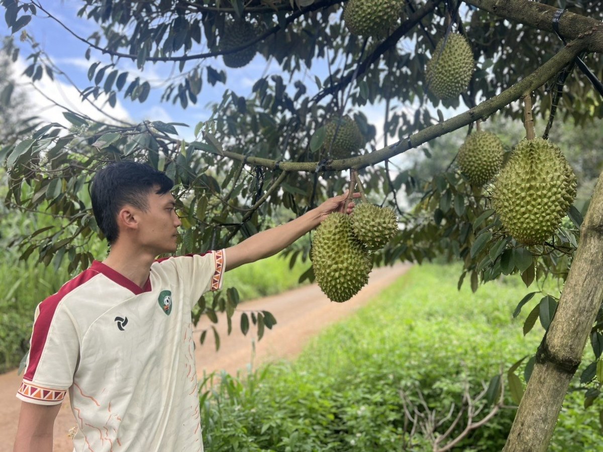 Nhờ canh tác tốt, đạt năng suất và được giá nên cây sầu riêng được đánh giá là một trong những cây trồng giúp đời sống người nông dân ở huyện Đắk Mil ngày một ổn định. Ảnh: Phạm Hoài. Nhờ canh tác tốt, đạt năng suất và được giá nên cây sầu riêng được đánh giá là một trong những cây trồng giúp đời sống người nông dân ở huyện Đắk Mil ngày một ổn định. Ảnh: Phạm Hoài.