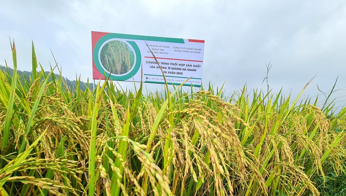 Những cánh đồng lúa Tẻ Nương Hà Giang trĩu bông. Ảnh: Đào Thanh. Những cánh đồng lúa Tẻ Nương Hà Giang trĩu bông. Ảnh: Đào Thanh.