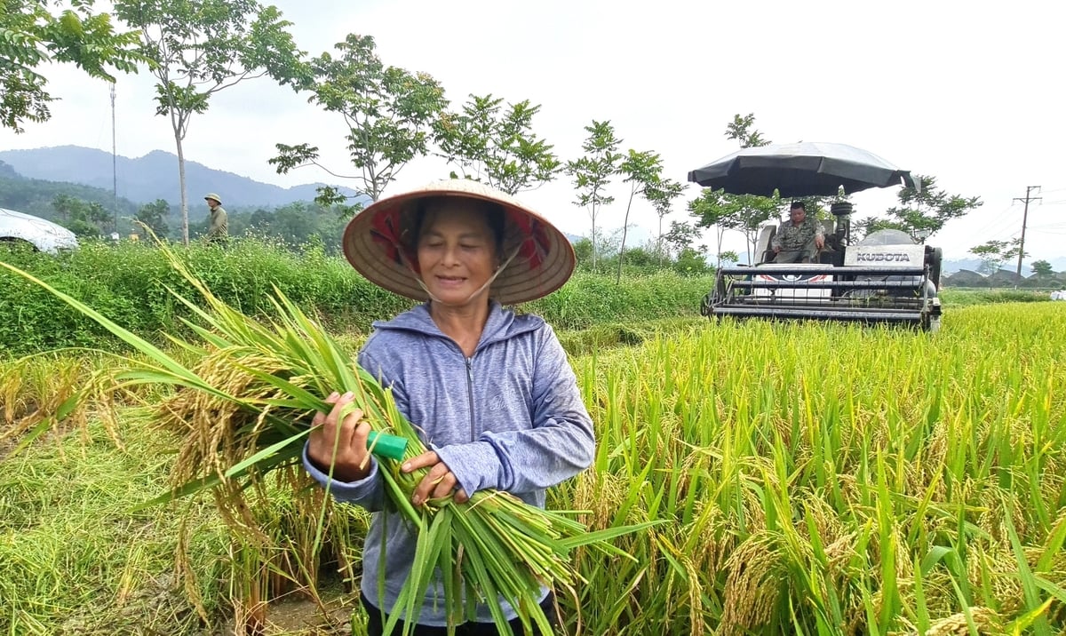 3 năm nay, gia đình bà Nguyễn Thị Tỷ luôn lựa chọn giống Tẻ Nương Hà Giang để gieo cấy. Ảnh: Đào Thanh. 3 năm nay, gia đình bà Nguyễn Thị Tỷ luôn lựa chọn giống Tẻ Nương Hà Giang để gieo cấy. Ảnh: Đào Thanh.