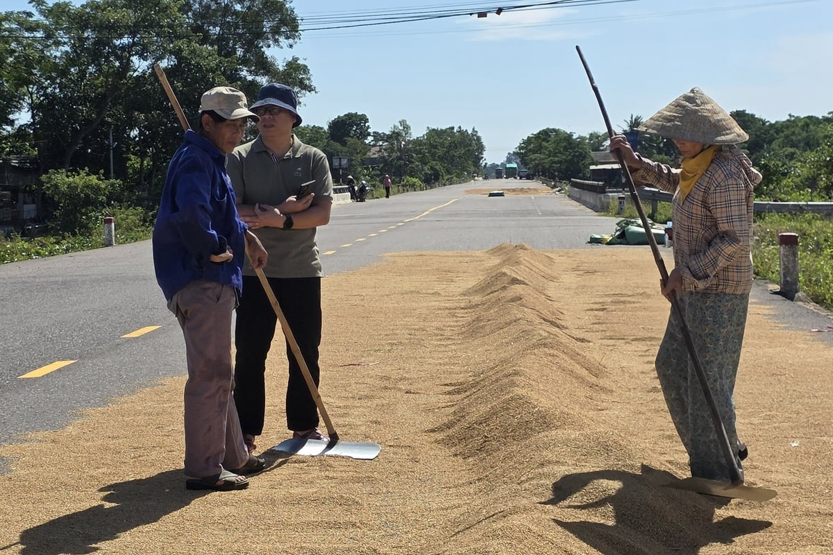 Tranh thủ trời nắng, nông dân đưa lúa bị ướt ra phơi. Tranh thủ trời nắng, nông dân đưa lúa bị ướt ra phơi.