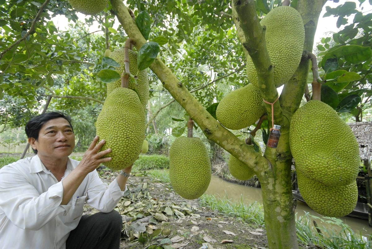 Đất lúa kém hiệu quả ở An Giang được chuyển đổi sang cây trồng khác. Ảnh: Lê Hoàng Vũ. Đất lúa kém hiệu quả ở An Giang được chuyển đổi sang cây trồng khác. Ảnh: Lê Hoàng Vũ.