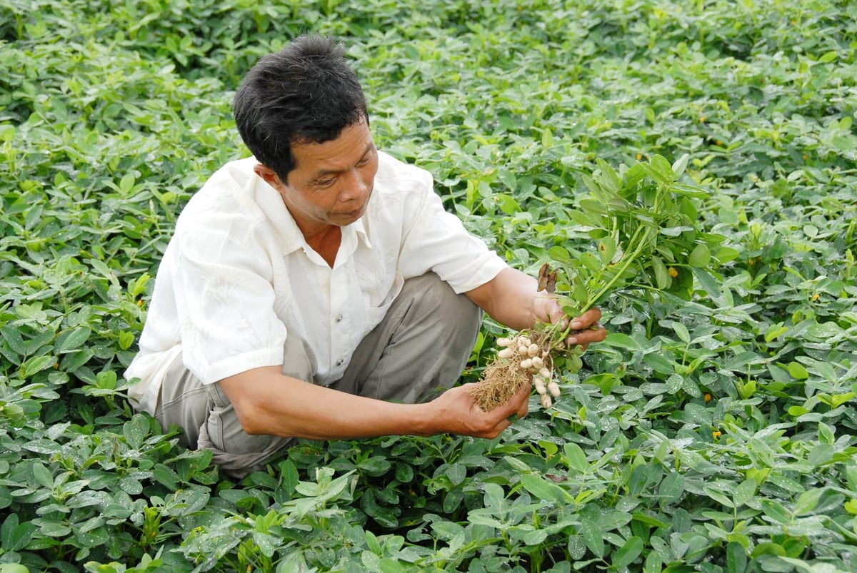 An Giang đang chuyển đổi cây trồng không khá mạnh trên đất lúa kém hiệu quả. Ảnh: Lê Hoàng Vũ. An Giang đang chuyển đổi cây trồng không khá mạnh trên đất lúa kém hiệu quả. Ảnh: Lê Hoàng Vũ.