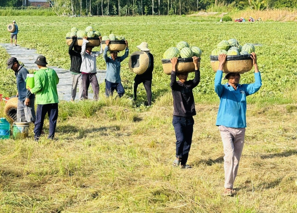 Các mô hình trồng rau màu giải quyết việc làm cho lao động nông thôn như thu hái ớt, thu hoạch rau muống, dưa hấu. Ảnh: Lê Hoàng Vũ. Các mô hình trồng rau màu giải quyết việc làm cho lao động nông thôn như thu hái ớt, thu hoạch rau muống, dưa hấu. Ảnh: Lê Hoàng Vũ.
