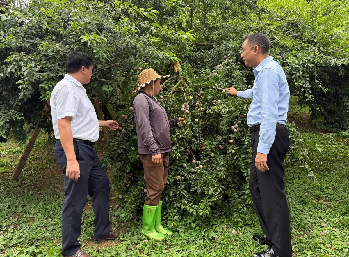 Ông Nguyễn Thành Công, Phó Chủ tịch UBND tỉnh Sơn La (bìa phải) thăm vùng trồng mận Phiêng Khoài và nắm bắt tình hình tiêu thụ mận tại Yên Châu. Ảnh: Nguyễn Nga.