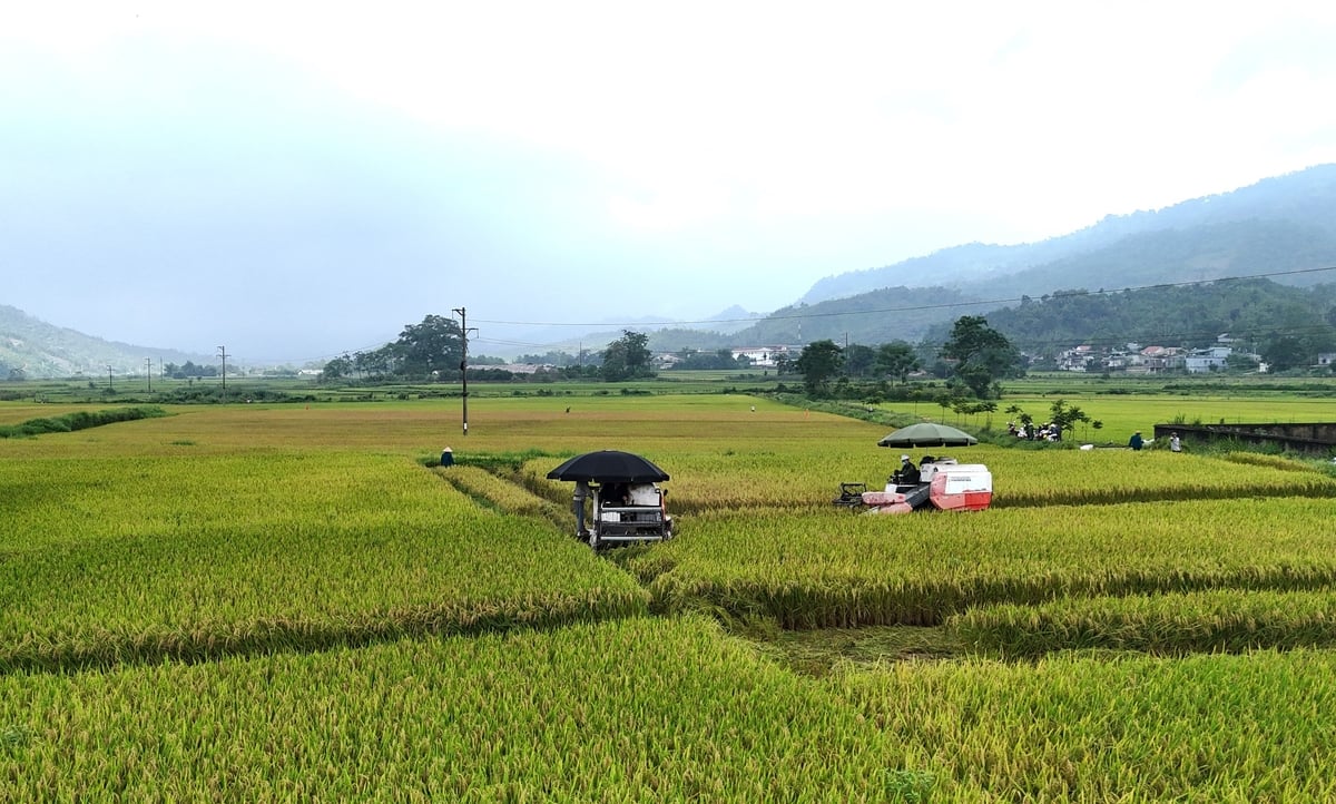 Cánh đồng lúa rộng hơn 5 ha trồng giống lúa Tẻ Nương Hà Giang tại xã Đạo Đức, huyện Vị Xuyên. Ảnh: Đào Thanh. Cánh đồng lúa rộng hơn 5 ha trồng giống lúa Tẻ Nương Hà Giang tại xã Đạo Đức, huyện Vị Xuyên. Ảnh: Đào Thanh.