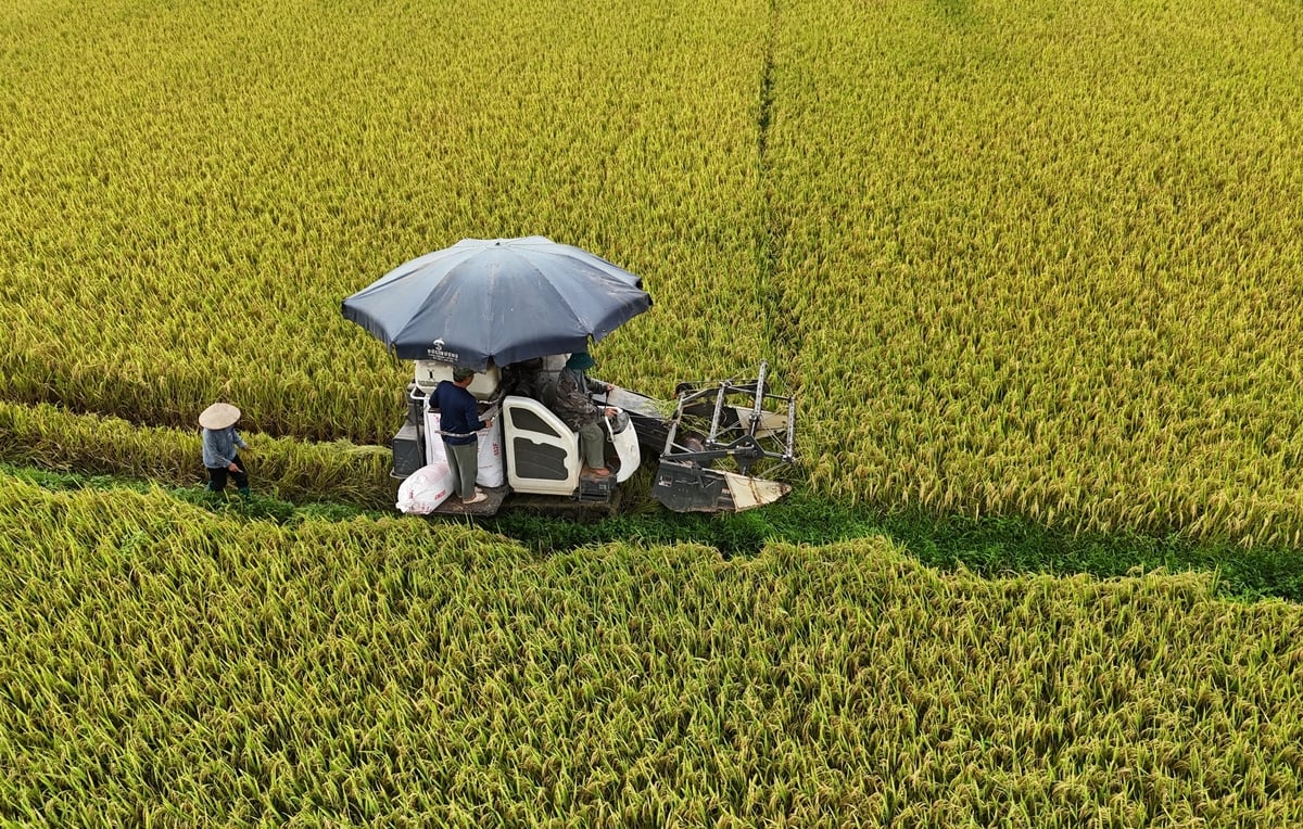 Giống lúa Tẻ Nương Hà Giang giờ đây đã có mặt tại 28 tỉnh, thành phố trên cả nước và được nông dân nồng nhiệt đón nhận. Ảnh: Đào Thanh. Giống lúa Tẻ Nương Hà Giang giờ đây đã có mặt tại 28 tỉnh, thành phố trên cả nước và được nông dân nồng nhiệt đón nhận. Ảnh: Đào Thanh.