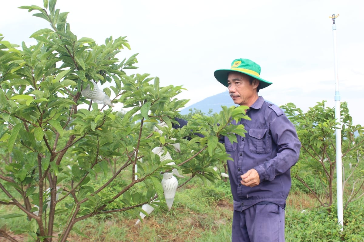Nông dân Tây Ninh cần mẫn chăm sóc vườn mãng cầu hữu cơ dưới chân núi Bà Đen. Ảnh: Trần Trung. Nông dân Tây Ninh cần mẫn chăm sóc vườn mãng cầu hữu cơ dưới chân núi Bà Đen. Ảnh: Trần Trung.