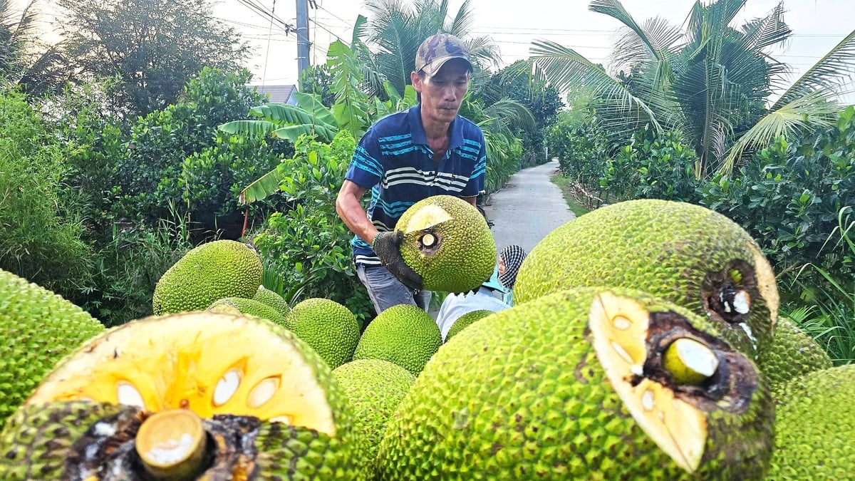 Giá mít Thái giảm sốc, có loại chỉ 500 đồng/kg. Ảnh: Minh Đảm. Giá mít Thái giảm sốc, có loại chỉ 500 đồng/kg. Ảnh: Minh Đảm.