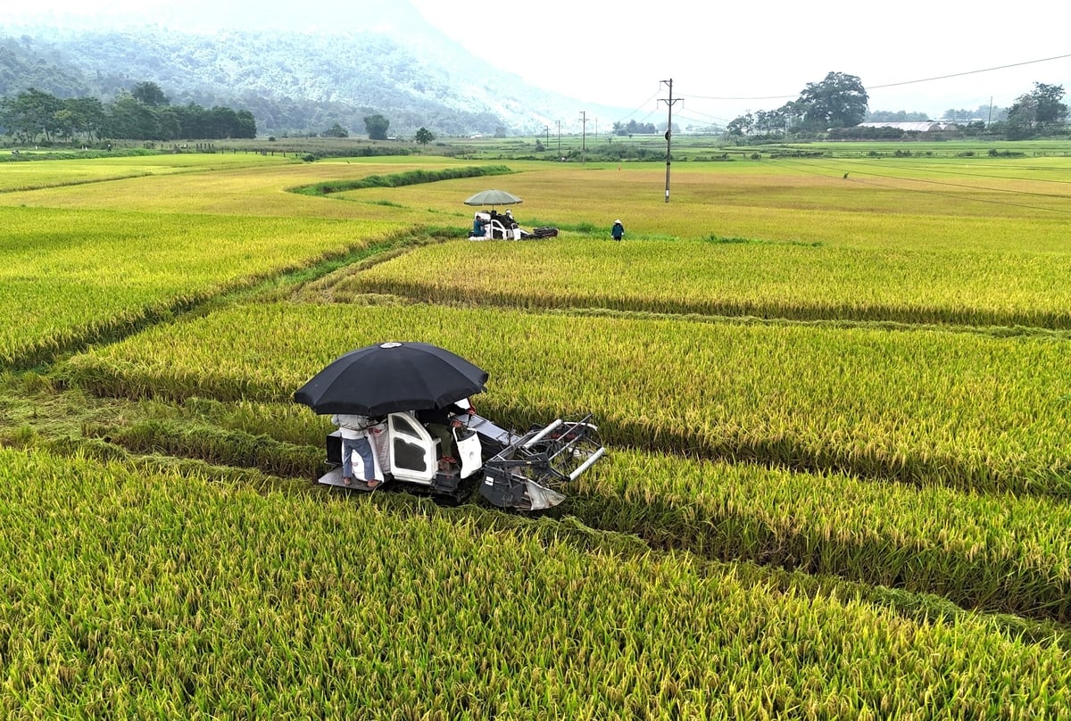 Giống lúa Tẻ Nương Hà Giang đang viết tiếp hành trình khôi phục, phát triển nguồn gen quý bản địa trong ngành lúa giống Việt Nam. Ảnh: Đào Thanh. Giống lúa Tẻ Nương Hà Giang đang viết tiếp hành trình khôi phục, phát triển nguồn gen quý bản địa trong ngành lúa giống Việt Nam. Ảnh: Đào Thanh.