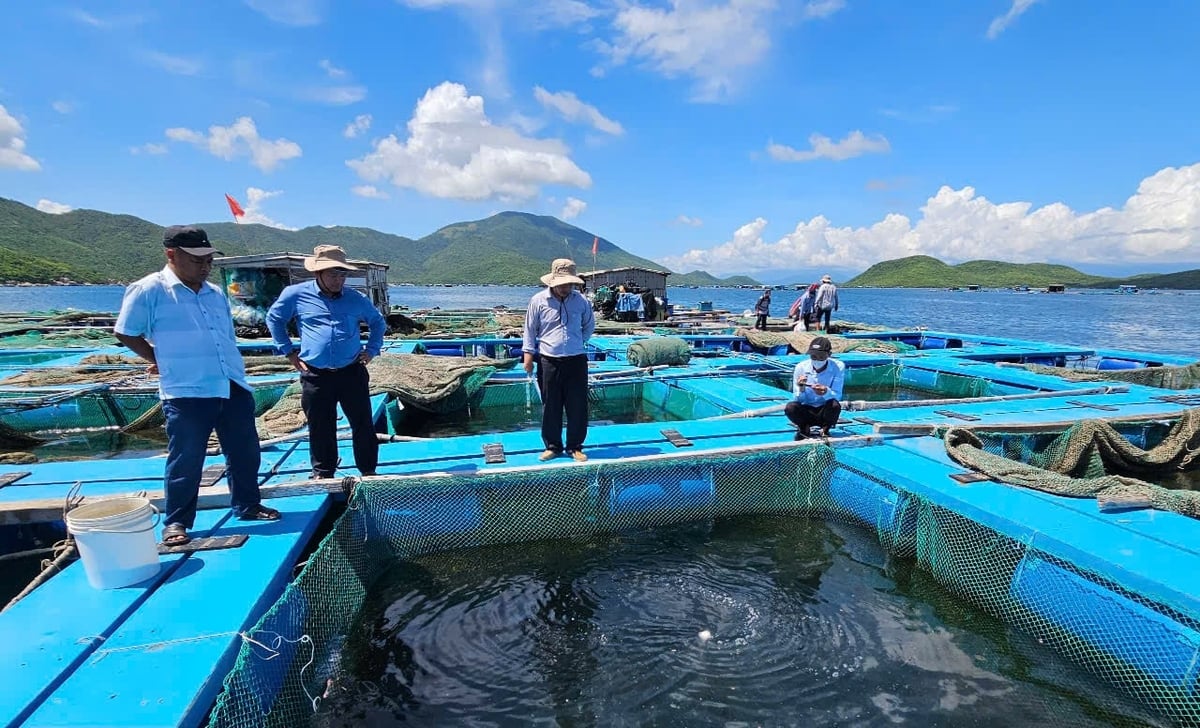 Nuôi trồng thủy sản lồng bè trên vịnh Vân Phong, huyện Vạn Ninh. Ảnh: KS. Nuôi trồng thủy sản lồng bè trên vịnh Vân Phong, huyện Vạn Ninh. Ảnh: KS.